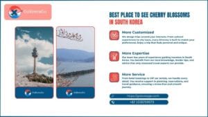 Best Place to See Cherry Blossoms in South Korea (2026 Complete Guide)